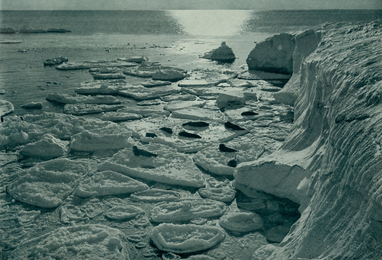 Seals Basking on Newly Formed Pancake Ice Off Cape Evans by Herbert Ponting