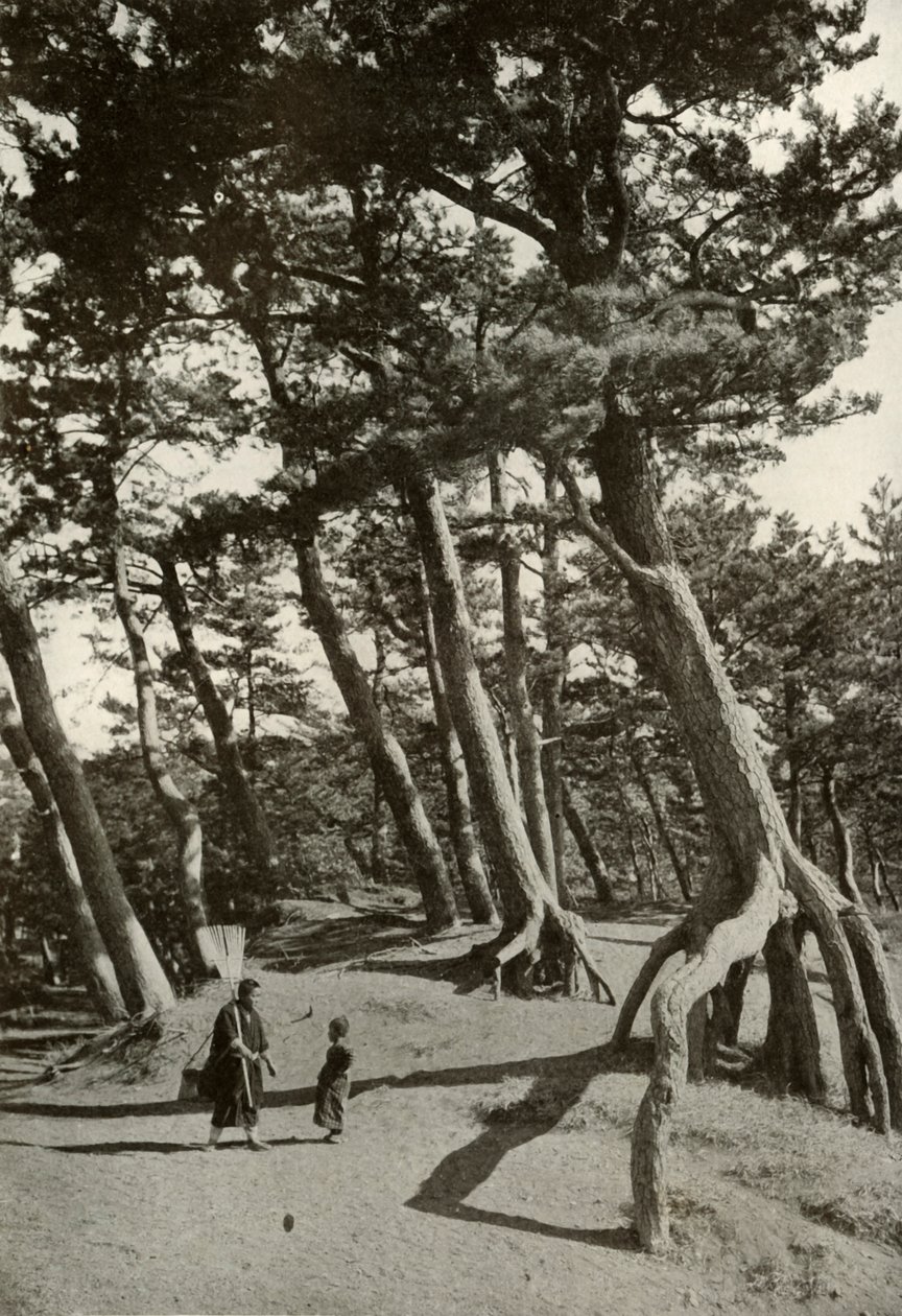 The Pines of Shizu-Ura by Herbert Ponting