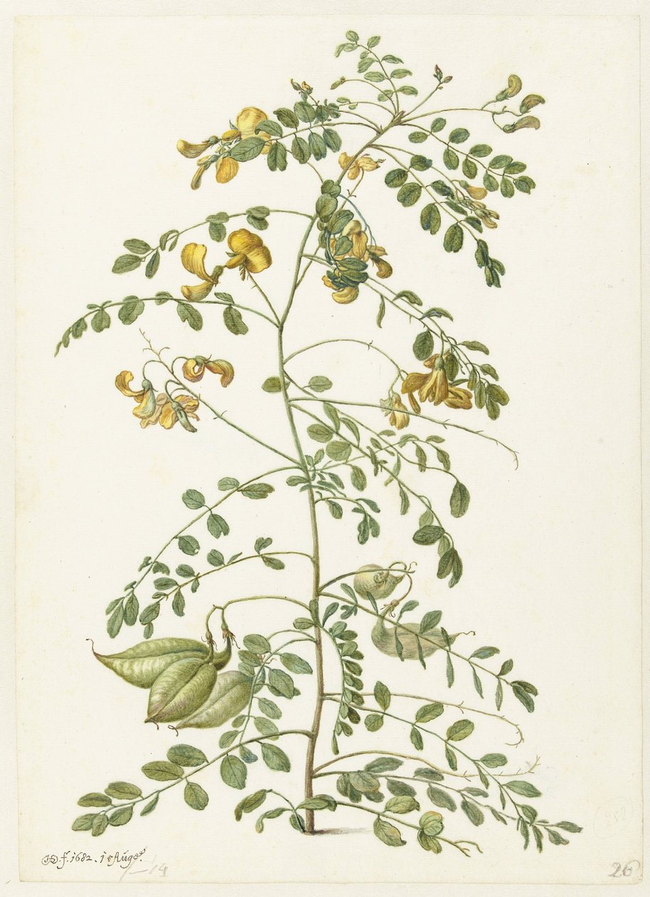 Blazenstruik and Pekanjers by Herman Saftleven