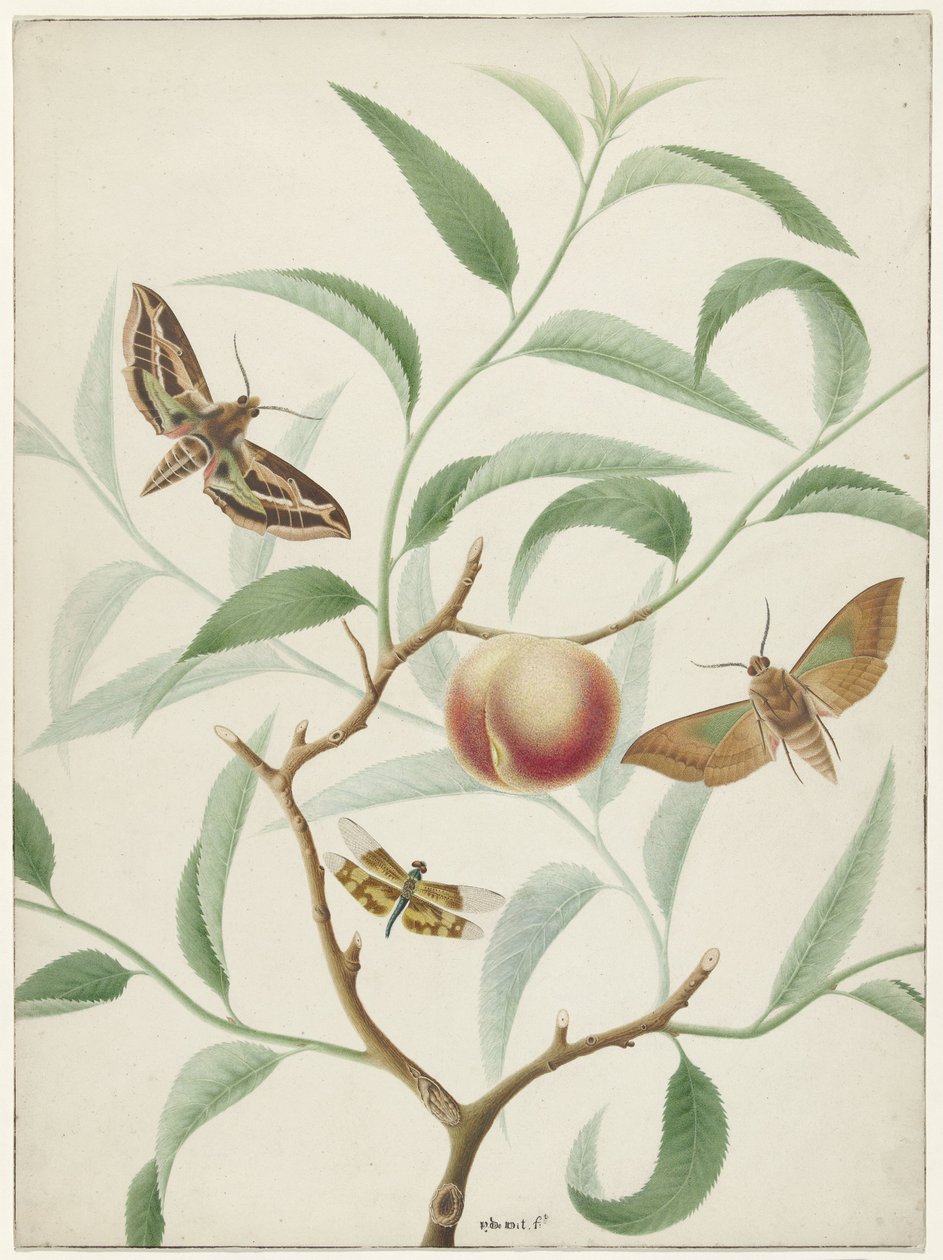 Peach on a Branch with Two Exotic Butterflies and a Dragonfly by Hermanus de Wit