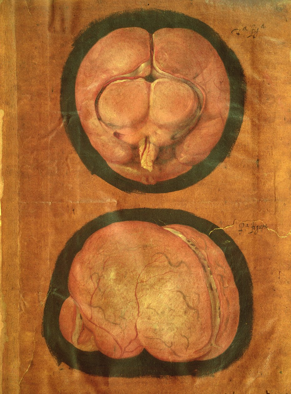 Anatomical drawing of the human brain by Hieronymus Fabricius ab Aquapendente