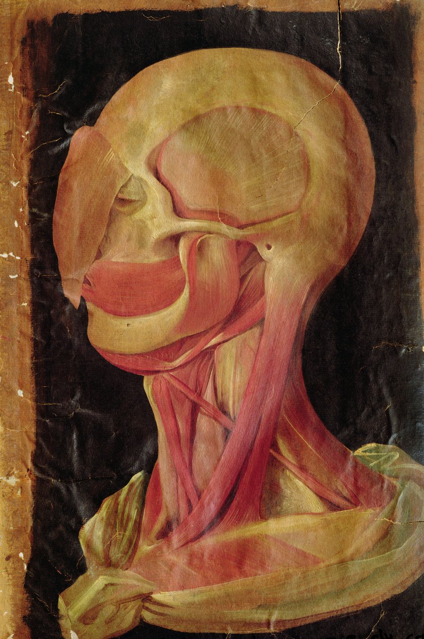 Anatomical Drawing of the Human Head by Hieronymus Fabricius ab Aquapendente