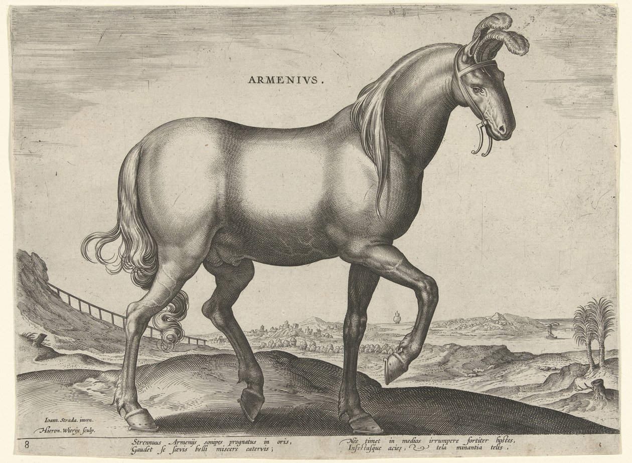 Horse from Armenia (Armenius) by Hieronymus Wierix