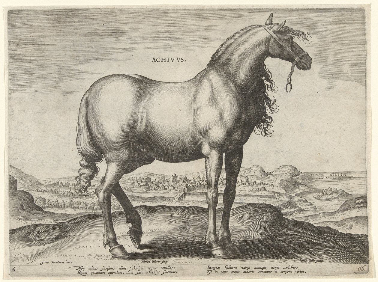 Horse from Greece (Achivus) (series title: Horse Breeds from the Royal Stables of Don Juan of Austria) by Hieronymus Wierix