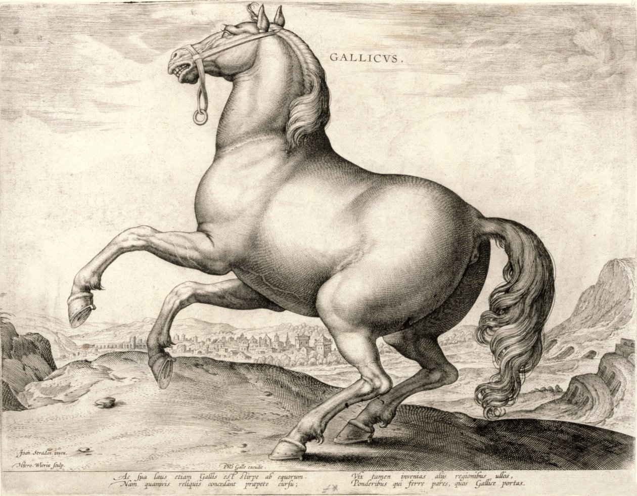 Gallicus from the Series Horses from the Stable of Don Juan of Austria by Hieronymus or Jerome Wierix