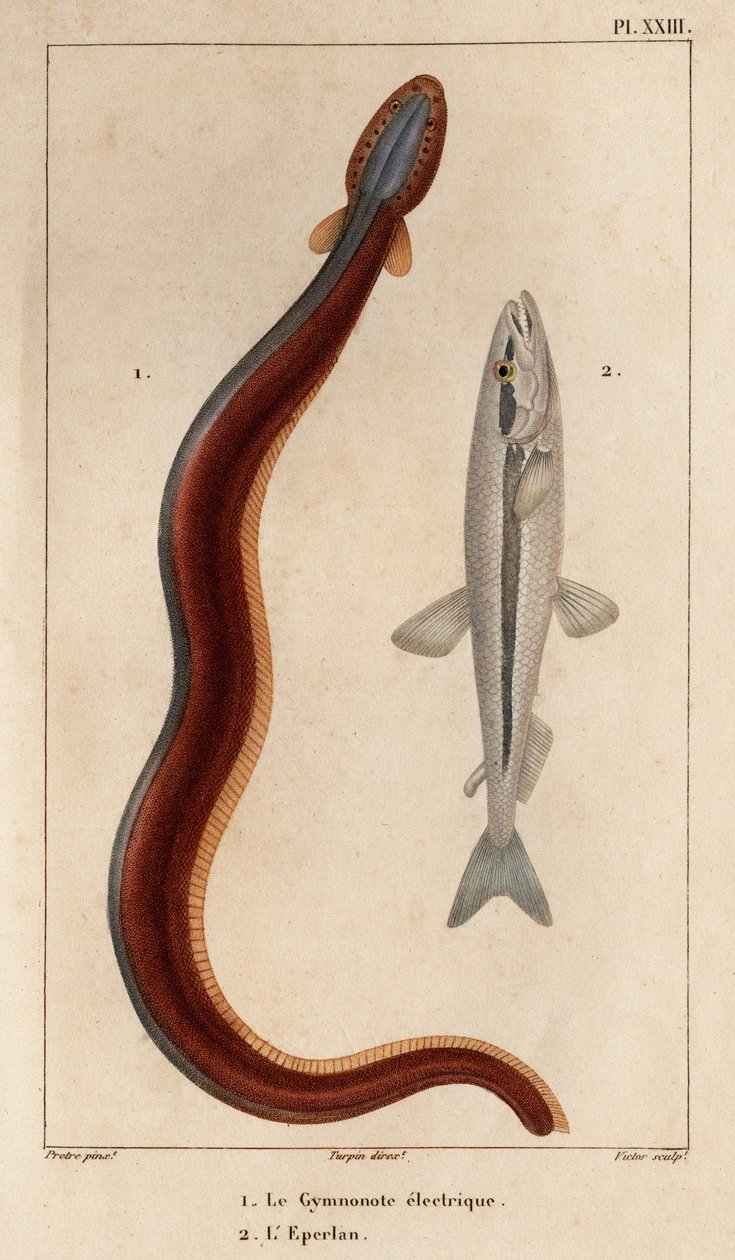 Electric Gymnonote and Eperlan. Fauna des Médecins ou histoire des animaux et de leurs produits par Hippolyte Cloquet - Volume 6 - 1825 by Hippolyte Cloquet