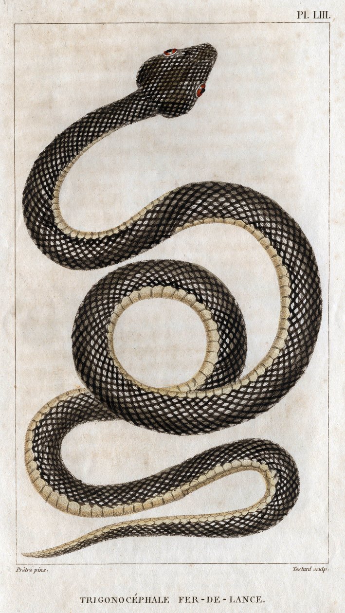 Representation of the Trigonocephale - Spearhead: Reptile by Hippolyte Cloquet
