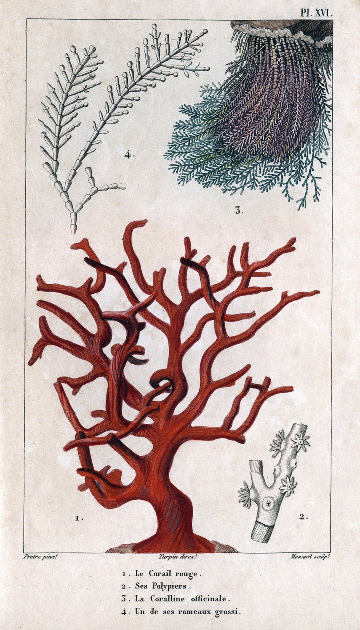 The Red Coral, its Polypiers, the Coralline officinale, one of the coarse branches. in 