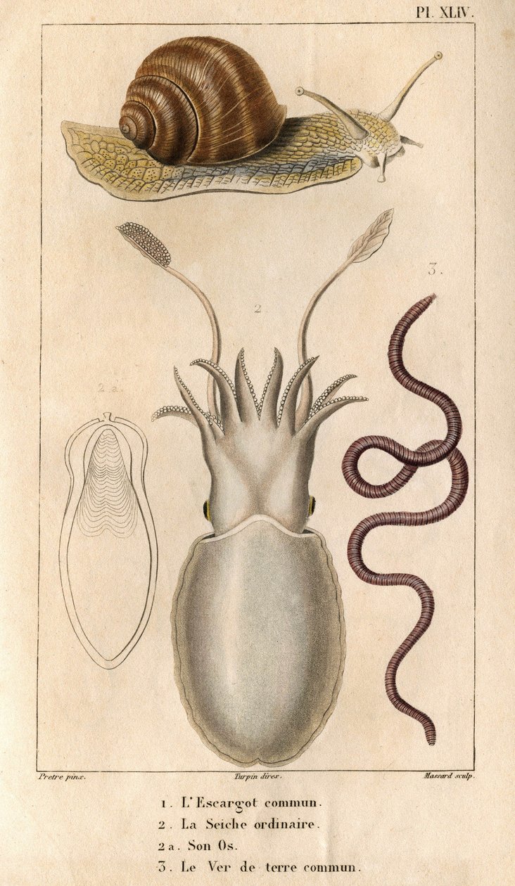 The Common Snail, the Ordinary Cuttlefish, Its Bone, the Common Earthworm. Fauna of Doctors or History of Animals and Their Products by Hippolyte Cloquet - Volume 6 - 1825 by Hippolyte Cloquet