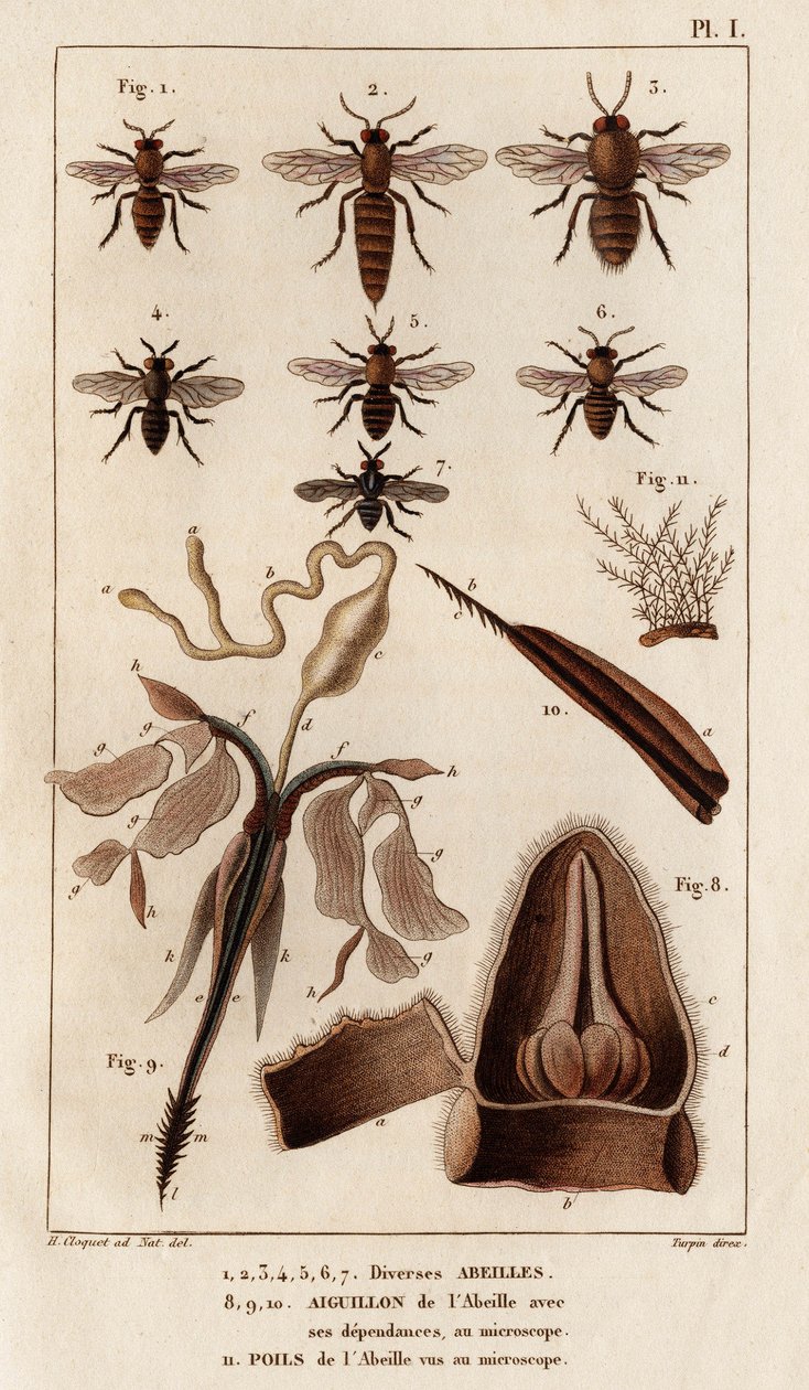 Various bees. 