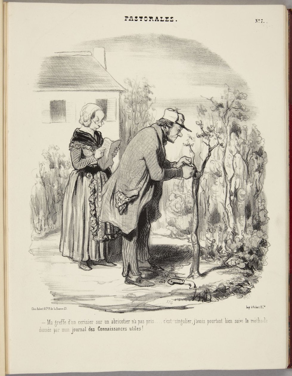 My Graft of a Cherry Tree on an Apricot Tree Did Not Take... by Honoré Daumier