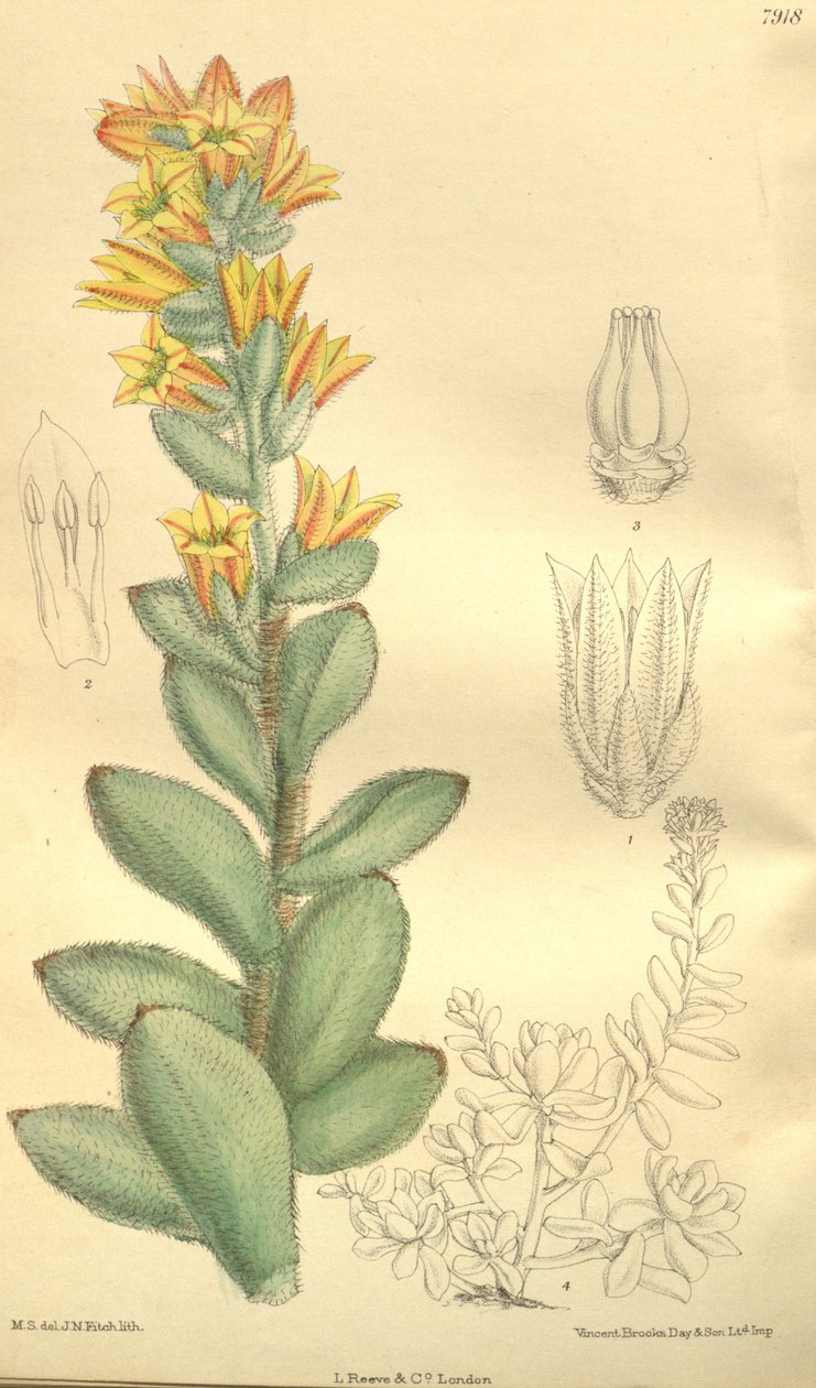 Echeveria Pulvinata, as Cotyledon Pulvinata by Hooker f.