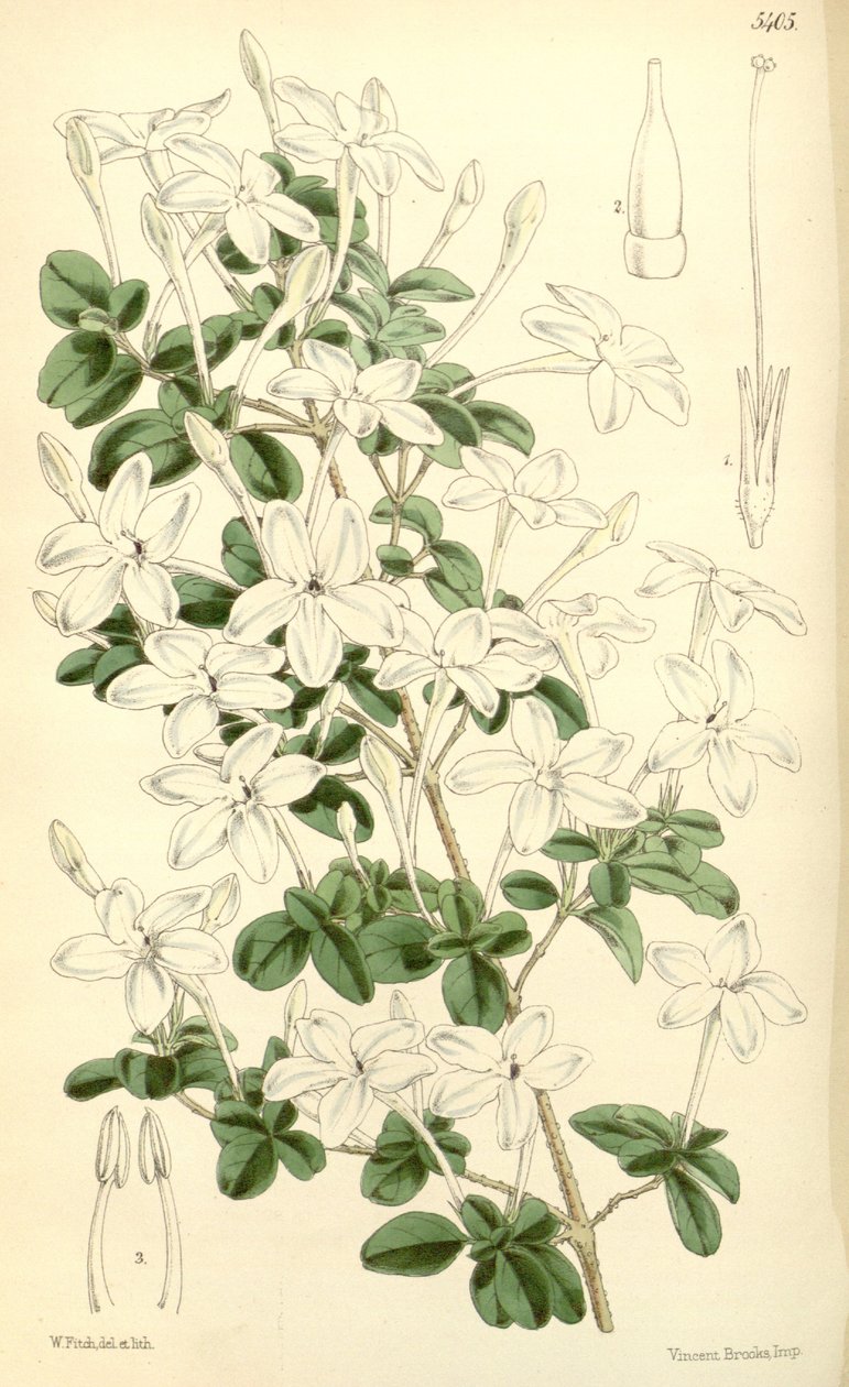 Pseuderanthemum Tuberculatum by Hooker f.