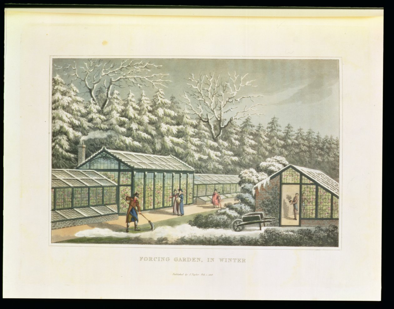 Forcing Garden in Winter, from 