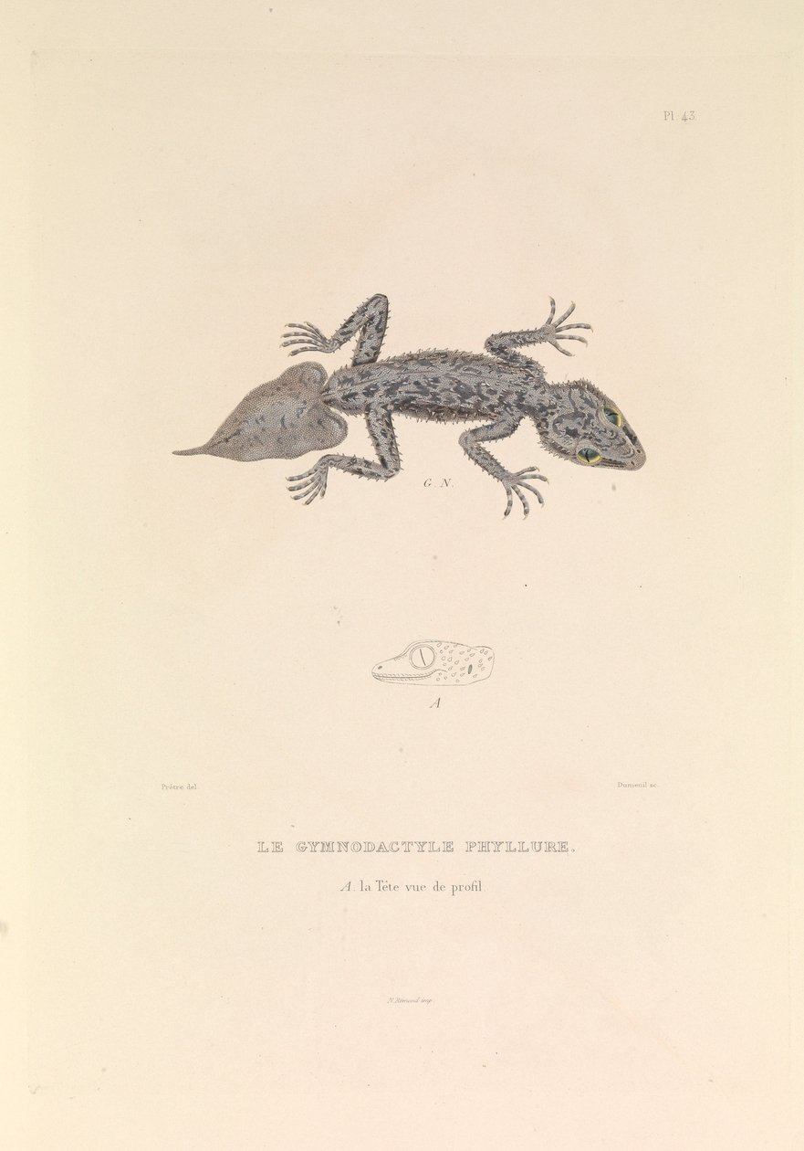 The Gymnodactyle Phyllure by Hyacinthe Yves Philippe (1781 1846) Potentien