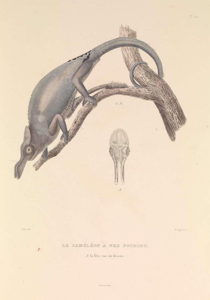 The Forked Nose Chameleon by Hyacinthe Yves Philippe (1781 1846) Potentien