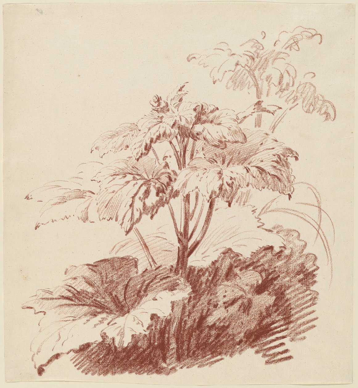 Flowering Plant with Buds by I Jean Baptiste Hüet