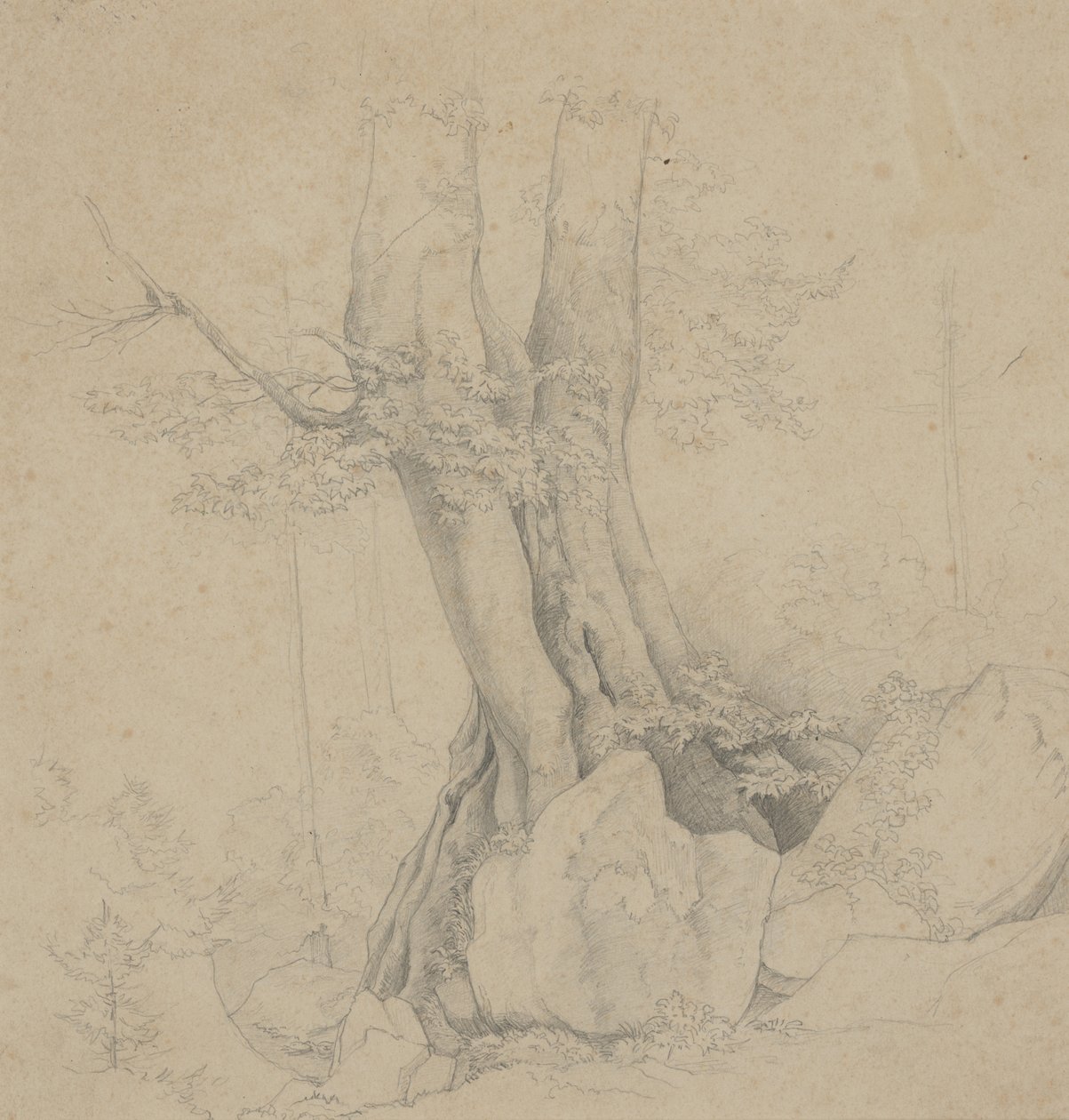 Tree and Rock by Ida Weisselberg Hadra