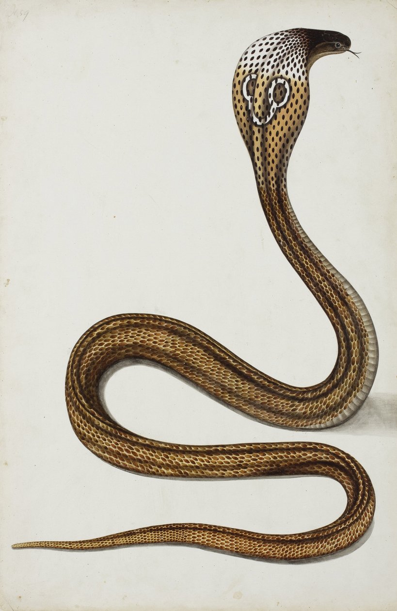 A Cobra (Maja Tripudians) with Hood Spread by Indian School