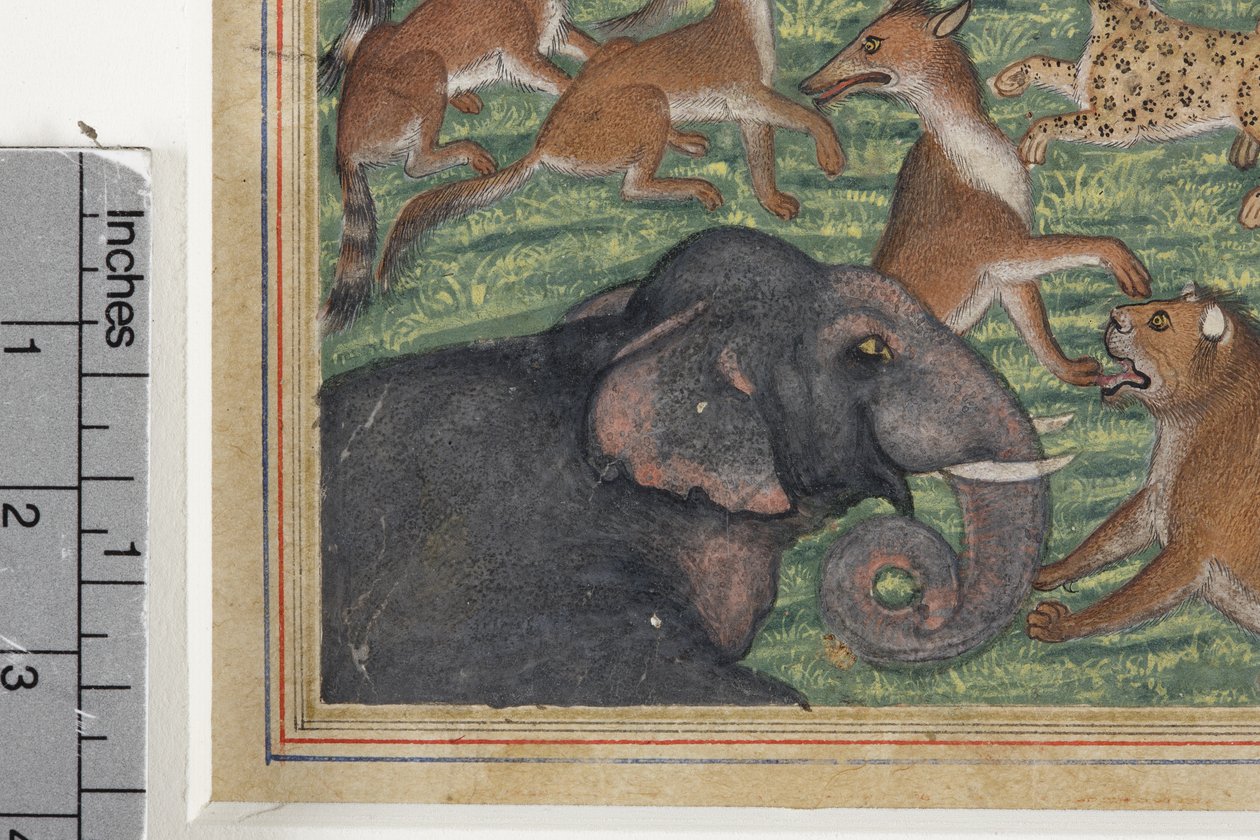 (detail) The Jackal who Pronounced Himself King by Indian School