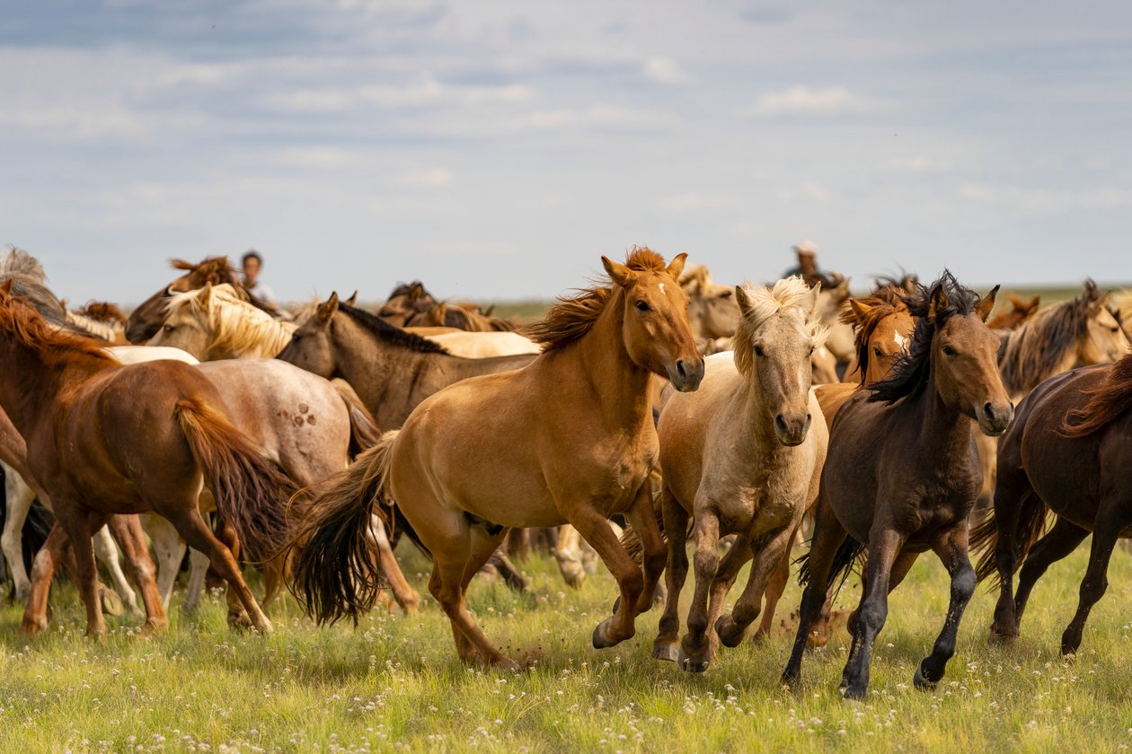 A herd of horses in the South Gobi Desert, Mongolia by Ira Block