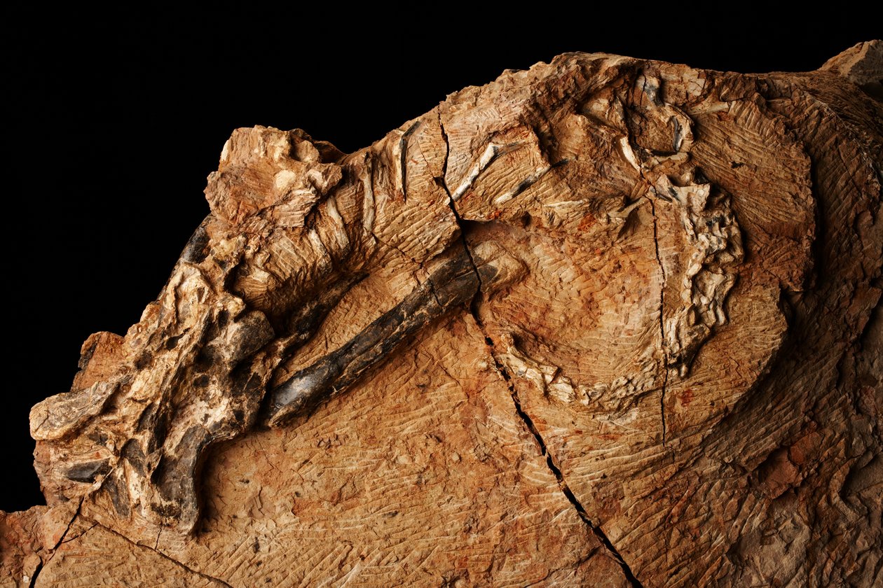 An unknown dinosaur at Institute of Vertebrate Paleontology and Paleoanthropology in Xiaotangshan, North Beijing, China. by Ira Block