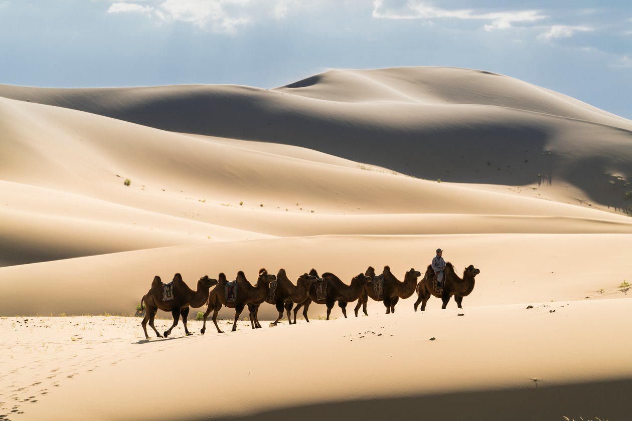 Caravan of Bactrian camels in the Khongoryn Els in Gobi Gurvansaikhan National Park by Ira Block