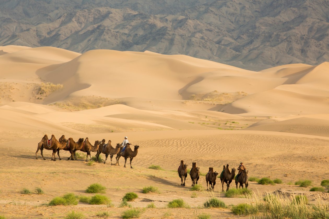 Caravan of Bactrian camels in the South Gobi Desert, Mongolia by Ira Block