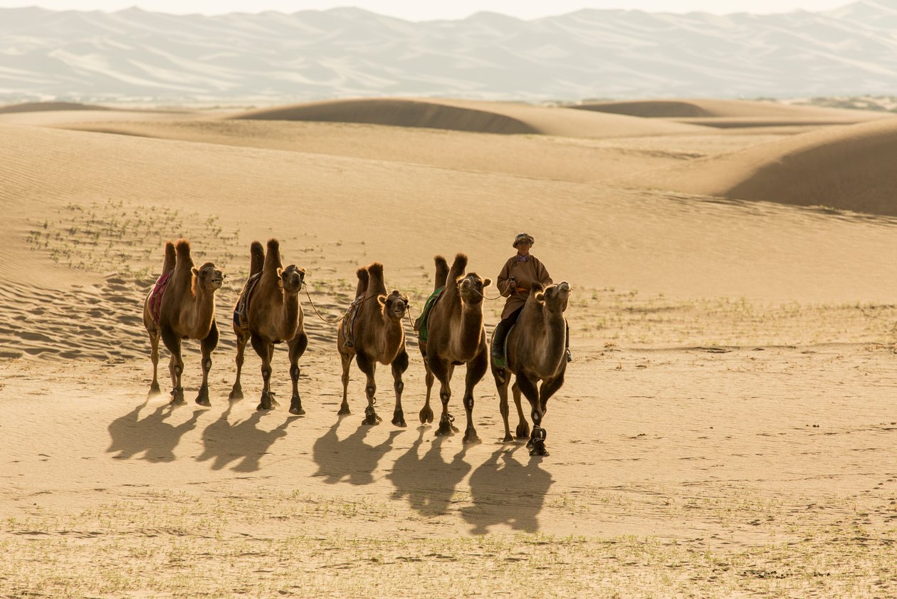 Caravan of Bactrian camels in the South Gobi Desert, Mongolia by Ira Block