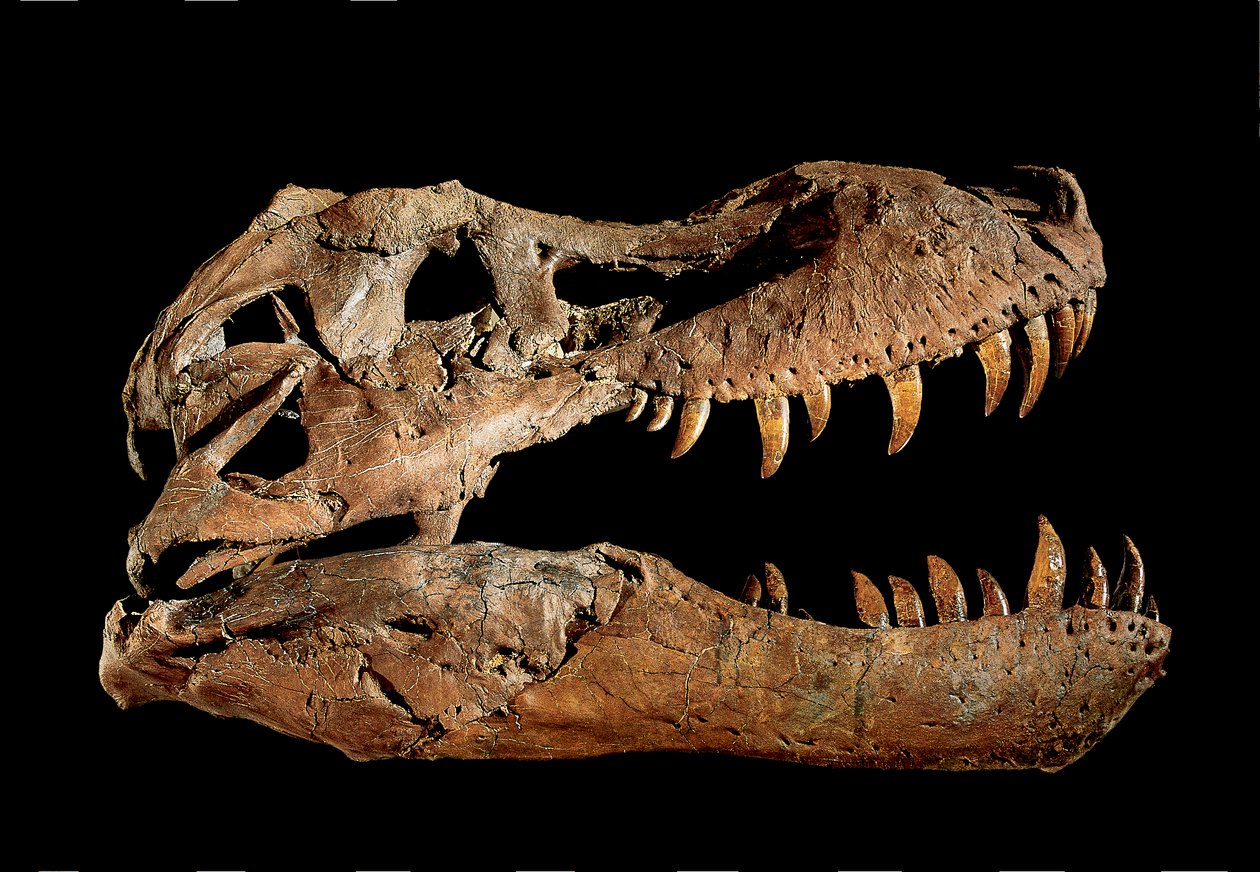Fossil skull of Tyrannosaurus Rex "Sue" by Ira Block
