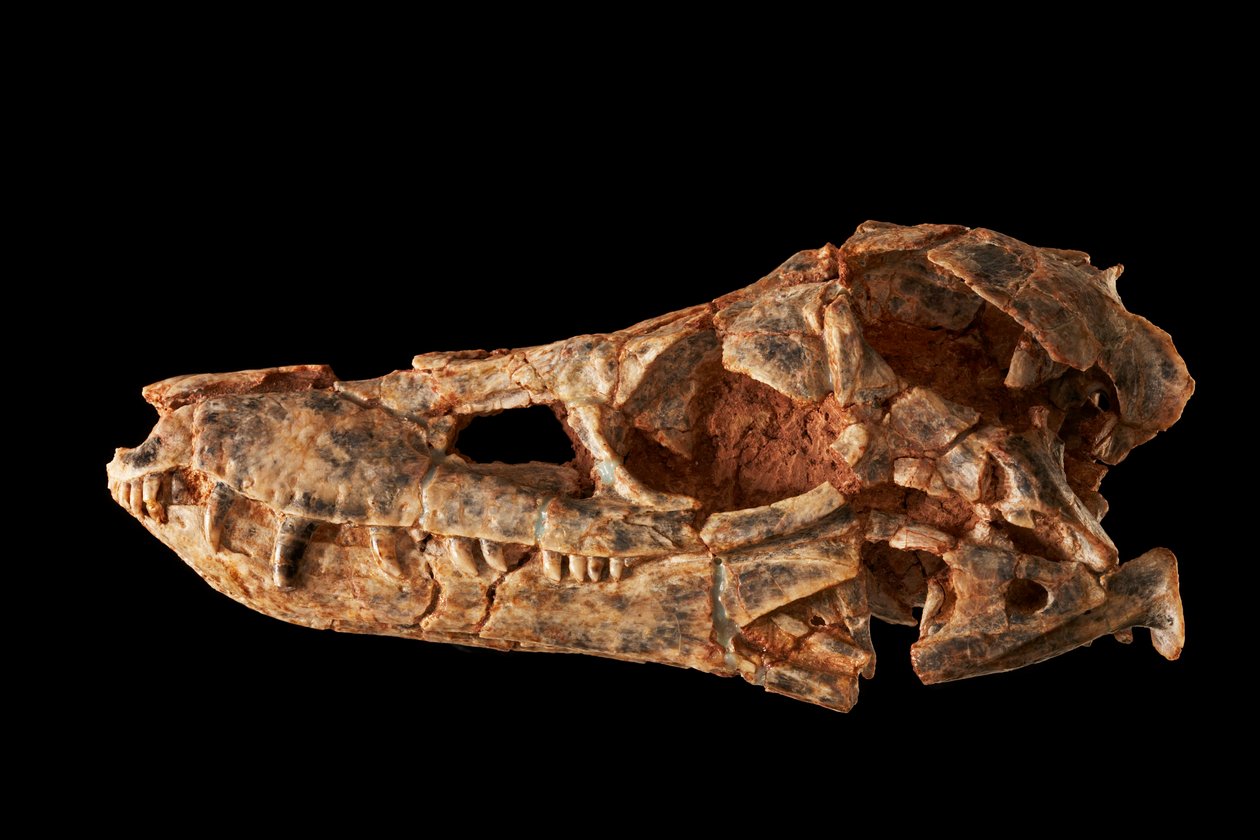 Junggarsuchus Sloani, a Sphenosuchian from the Middle Jurassic Period by Ira Block