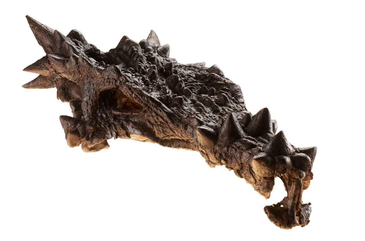 The Skull of the Dracorex at The Children