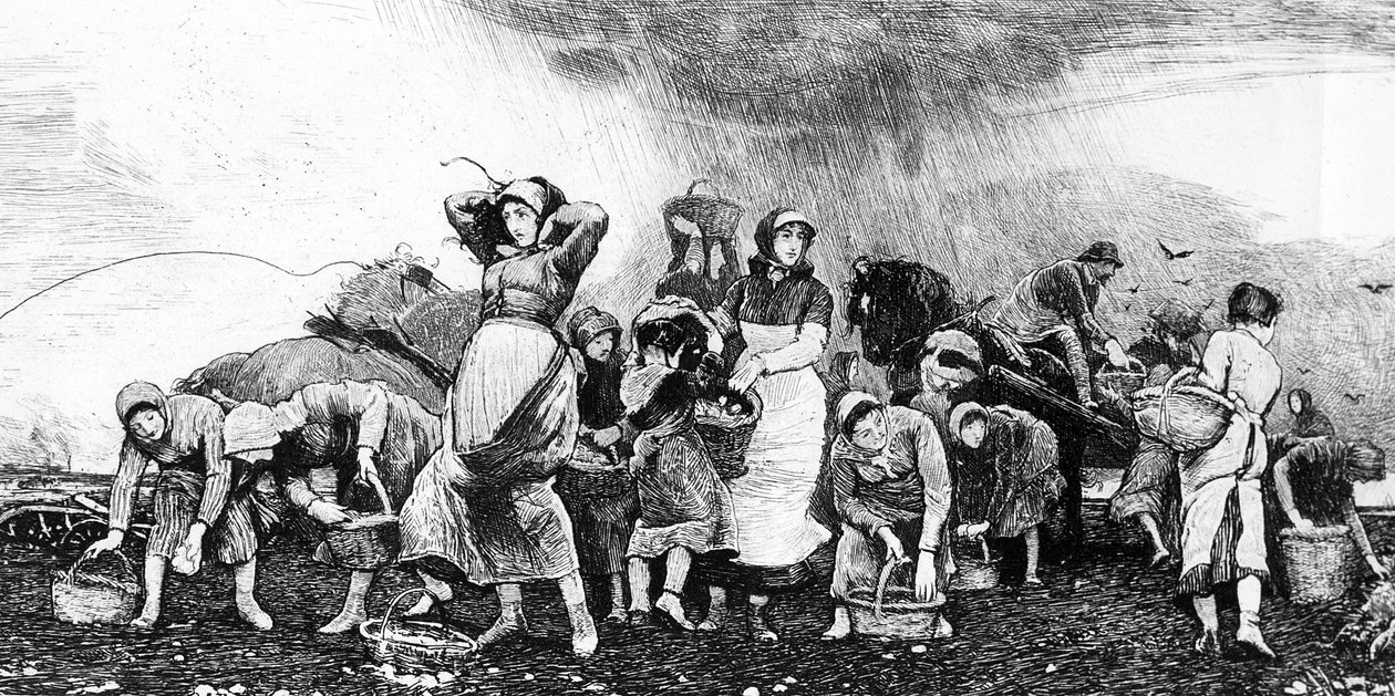 Potato Harvesting, c.1870s by Irish School