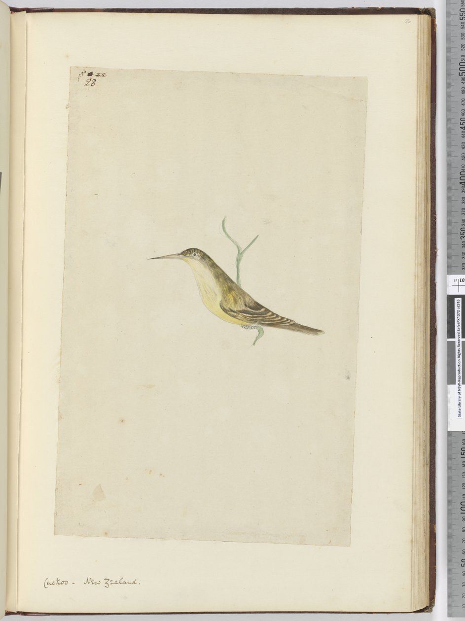 Cuckoo. New Zealand, 1772-75 by Isaac Smith