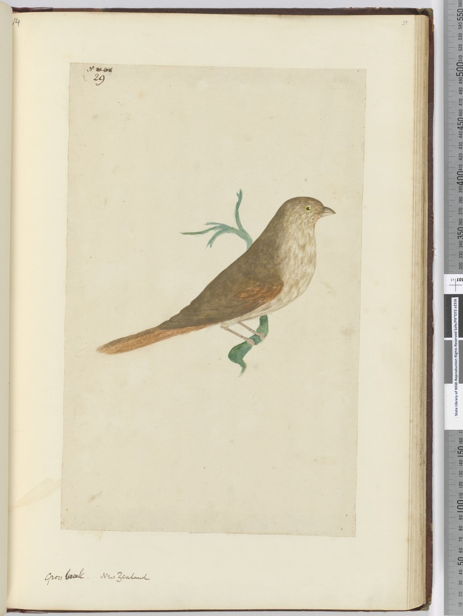 Gross Beak. New Zealand, 1772-75 by Isaac Smith