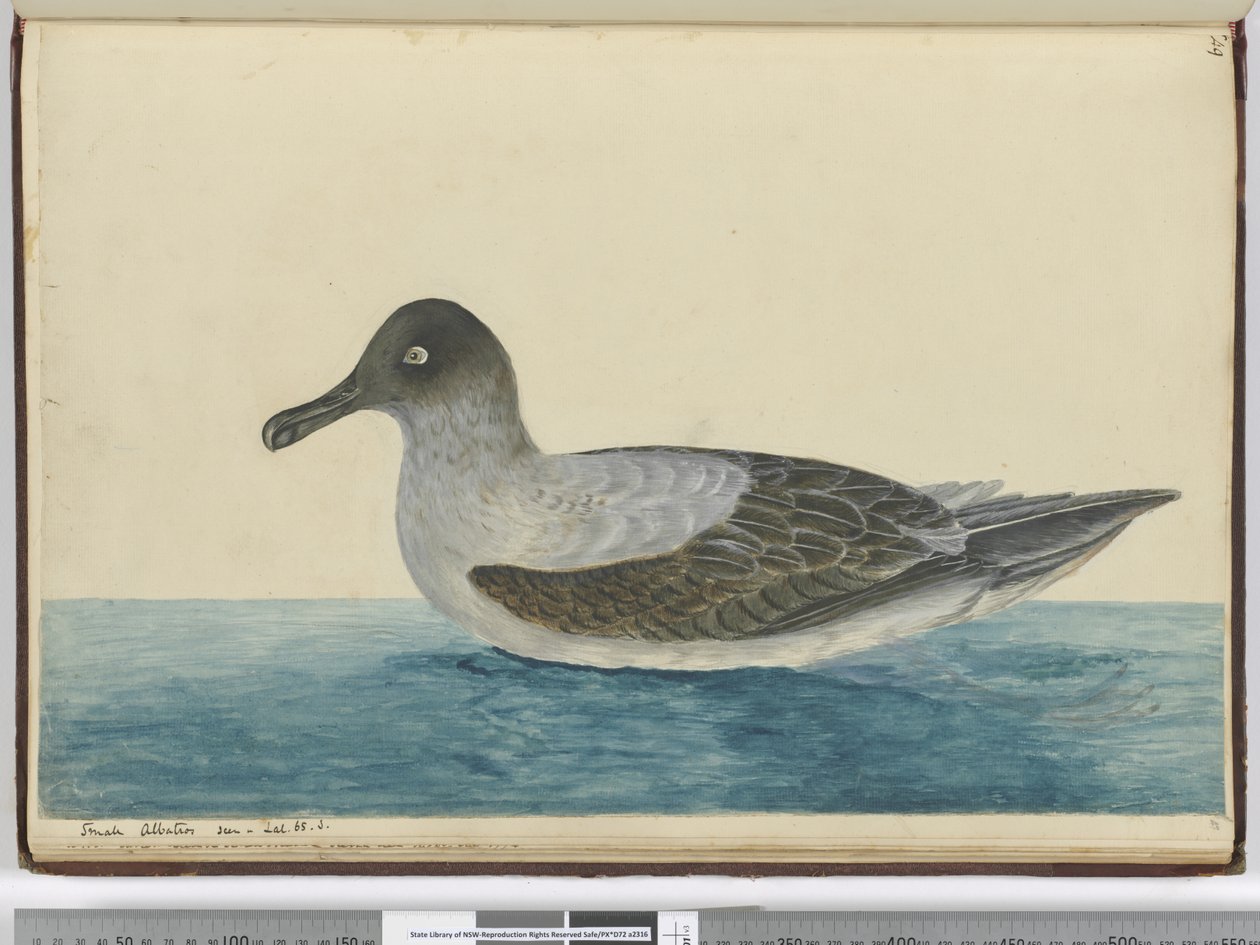 Small albatross seen in lat. 65 S., 1772-75 by Isaac Smith
