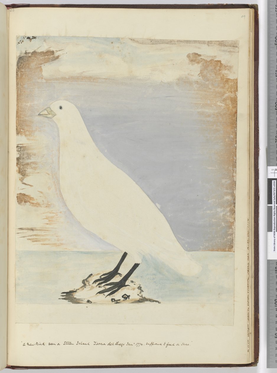 A new bird seen on Staten Island Tierra del Fuego Jan. 1774. Supposed to feed on shore, 1772-75 by Isaac Smith