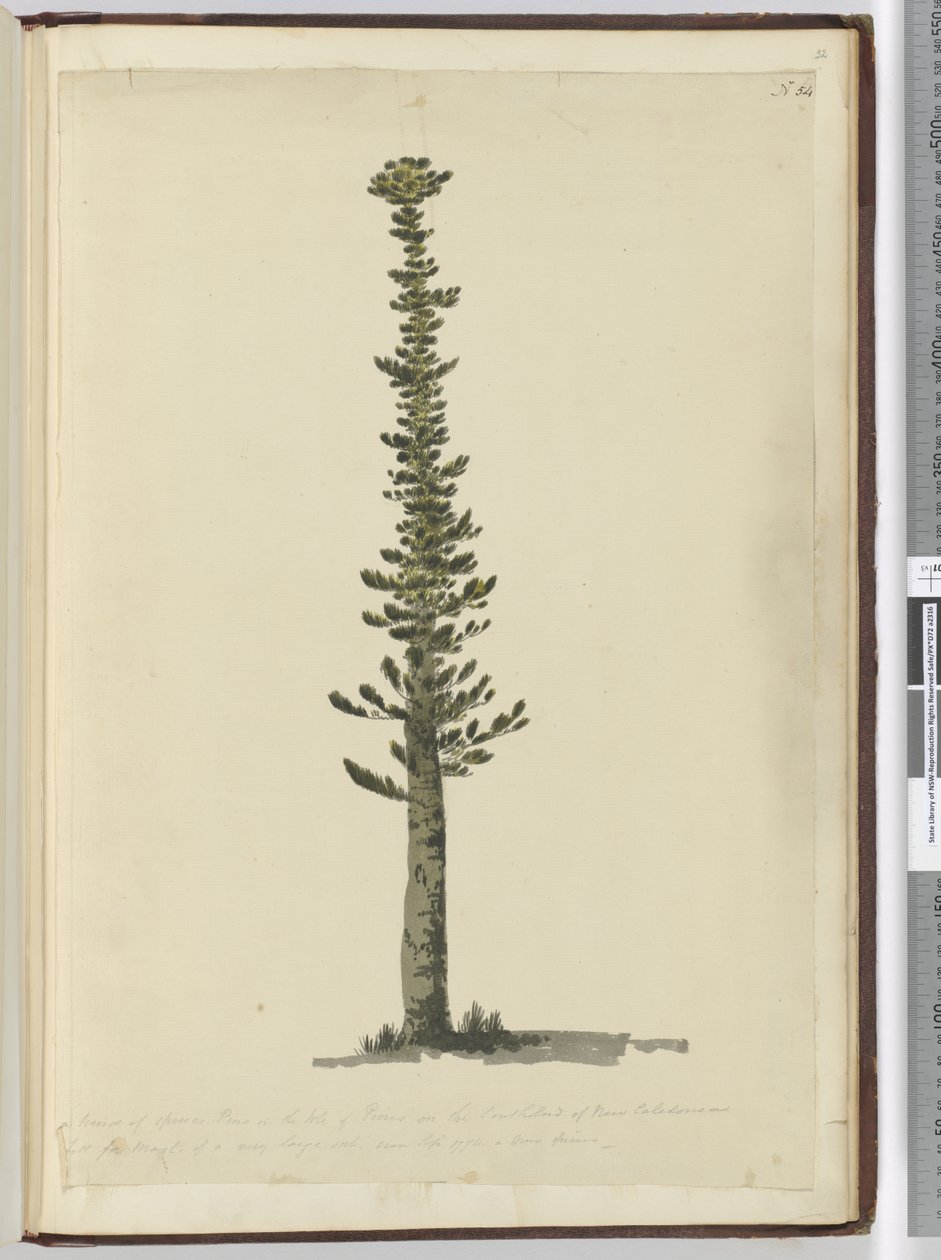 Kind of spruce pine in the Isle of Pines on the south end of New Caledonia and tall for masts of a very large sort. Seen Sept. 1774..., 1772-75 by Isaac Smith