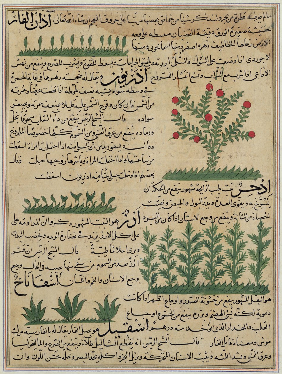 Botanical plants, illustration from 