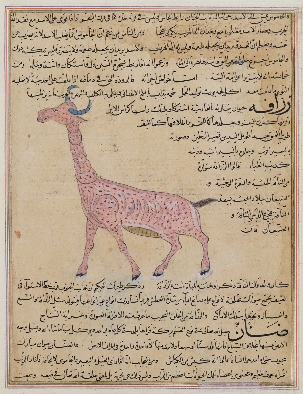 A Giraffe, from 