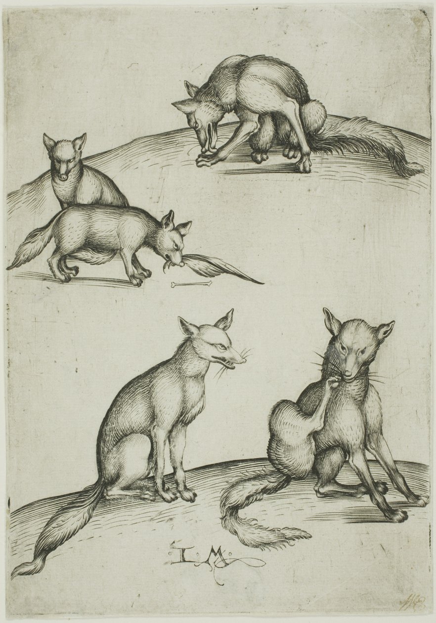 The Five Foxes by Israhel van Meckenem the younger