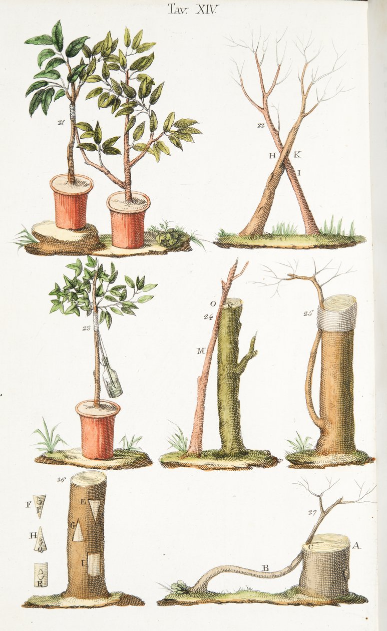Various Examples of Grafting Fruit Trees, Plate XIII, from L