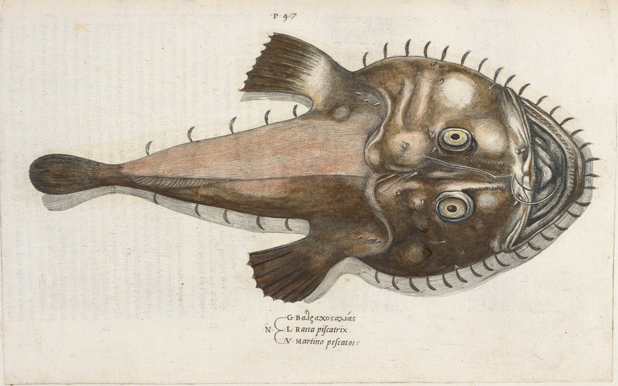 A Toad Fish, illustration from 