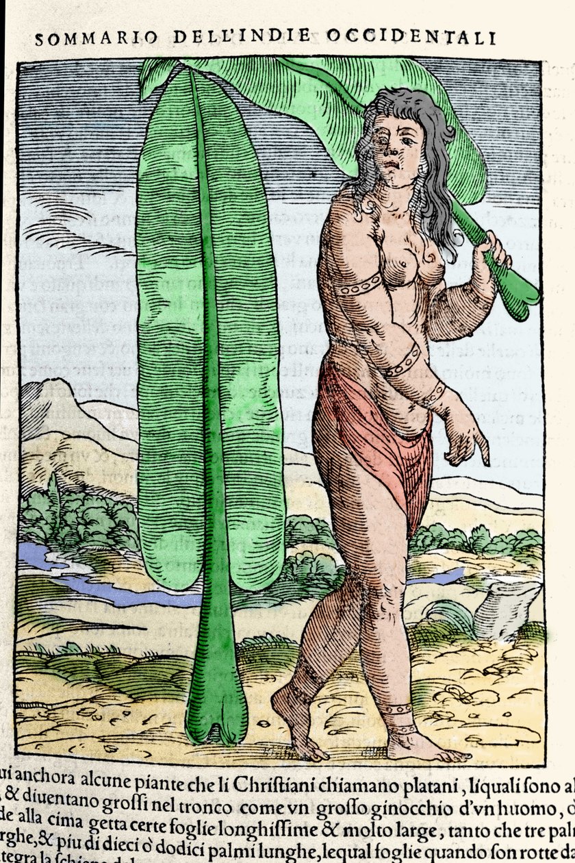 A West Indian native standing by a tobacco leaf. Engraving from the book 