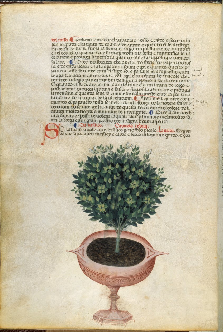 A basil plant in a pot, illustration from 