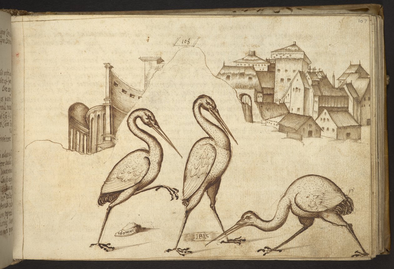 Ibises (