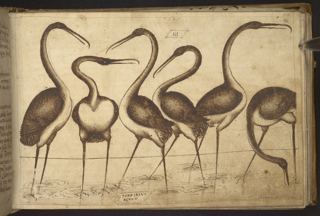 Birds, from Historia Animalium by Italian School