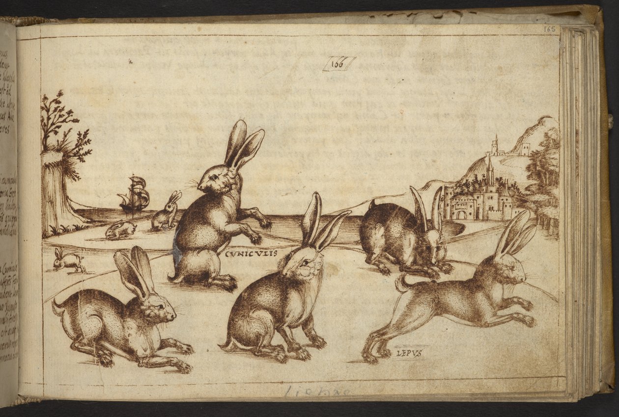 Rabbits (