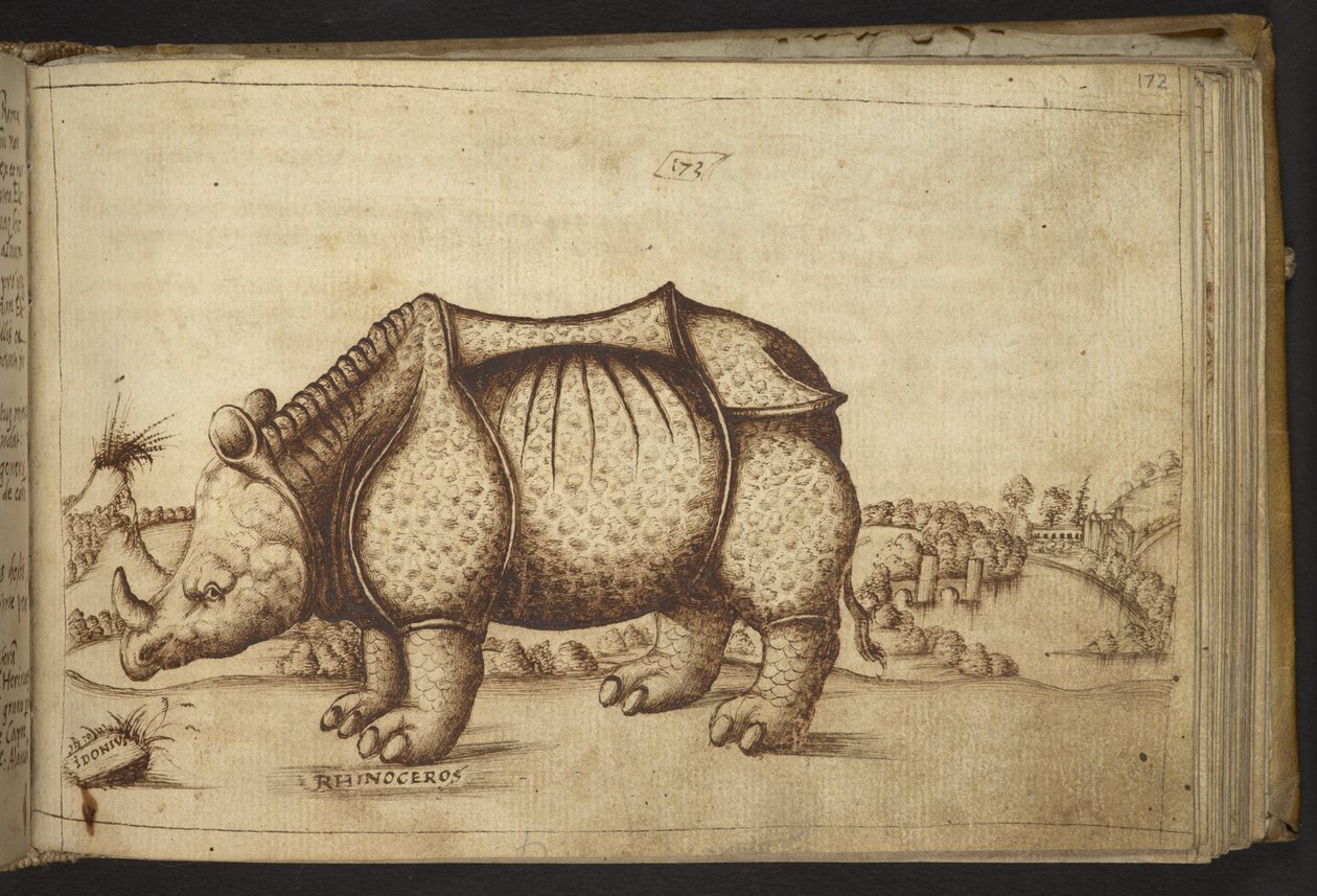 Add. 82955, f.172 Rhinoceros, from Historia Animalium by Italian School
