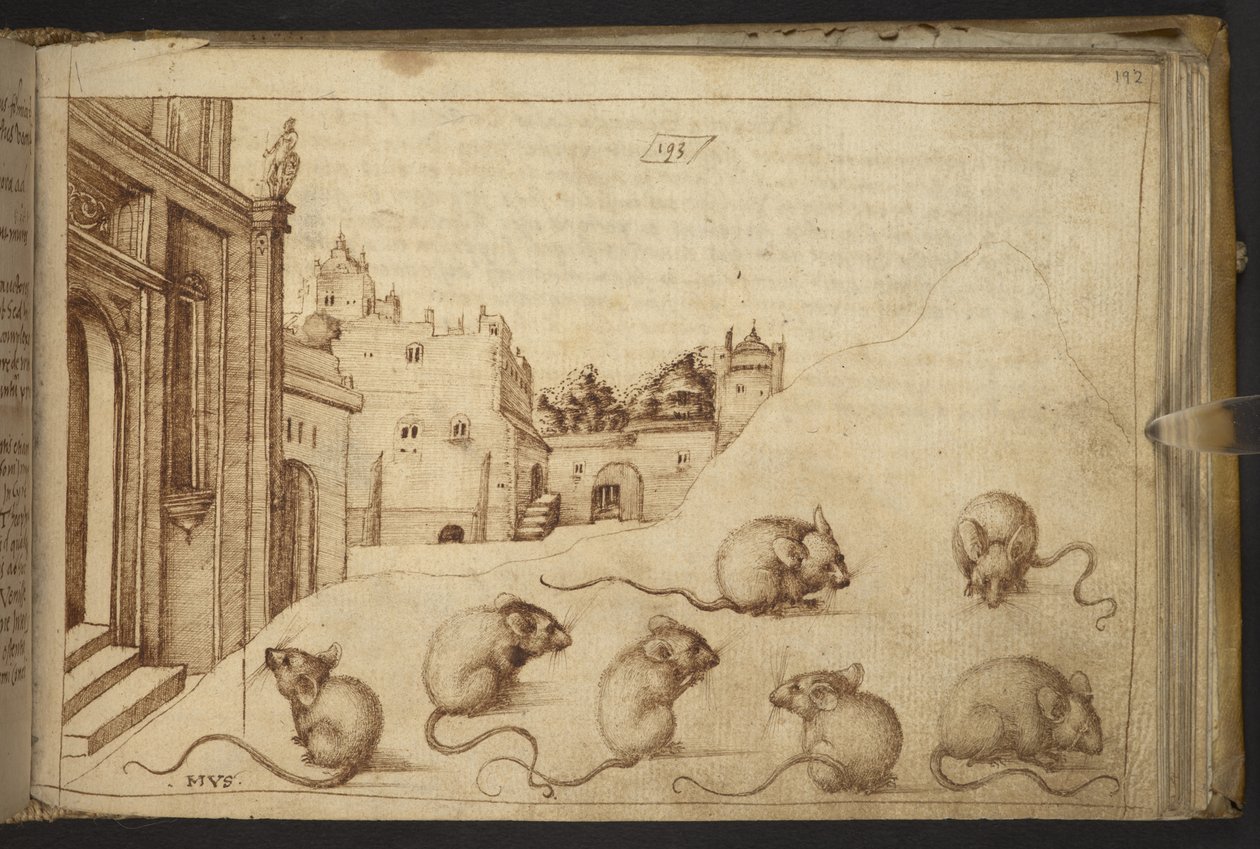 Mice (